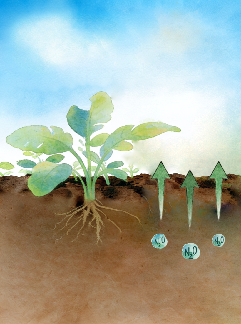 Illustration of nitrous oxide emissions above a crop