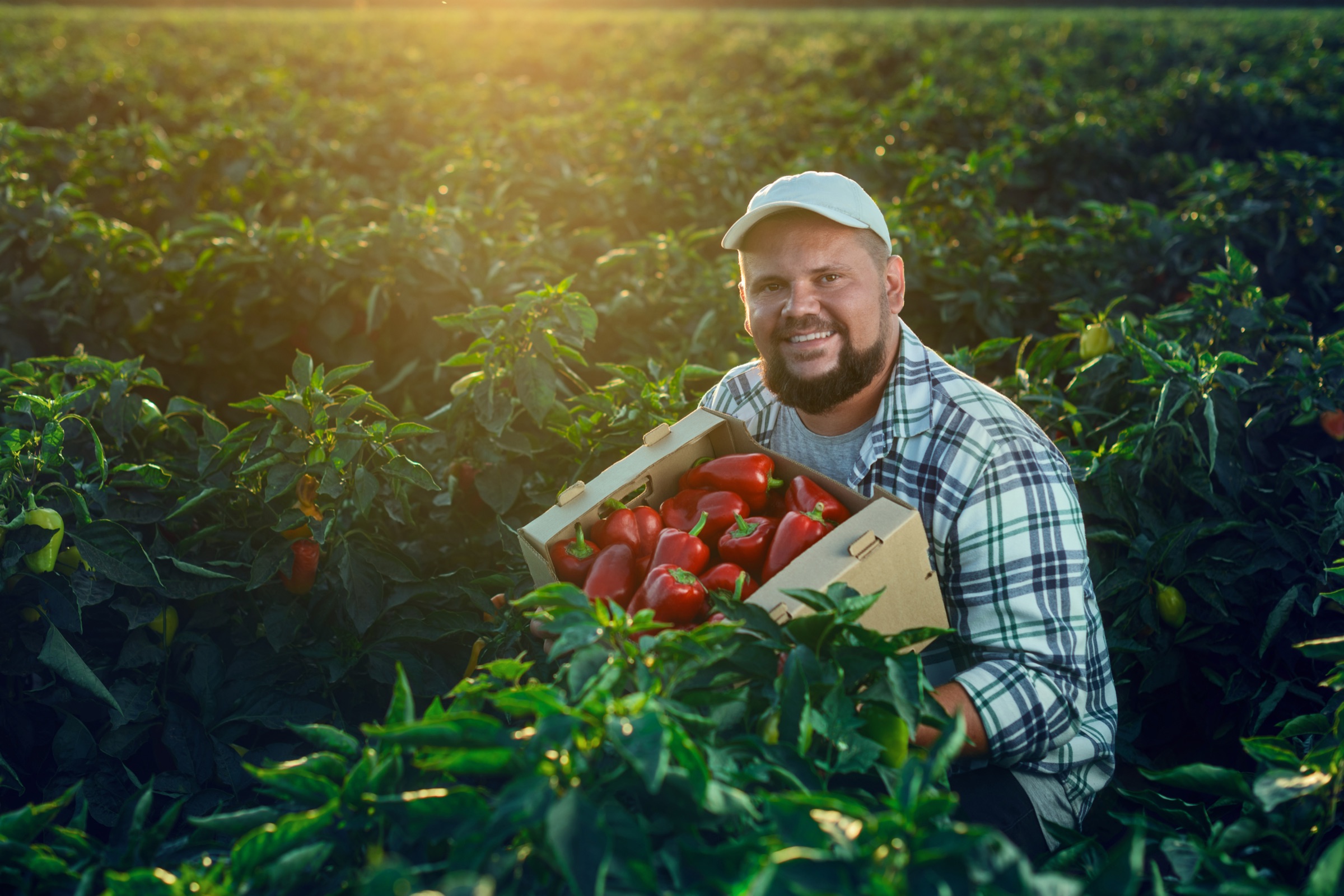 Farmer working with a vegetable crop