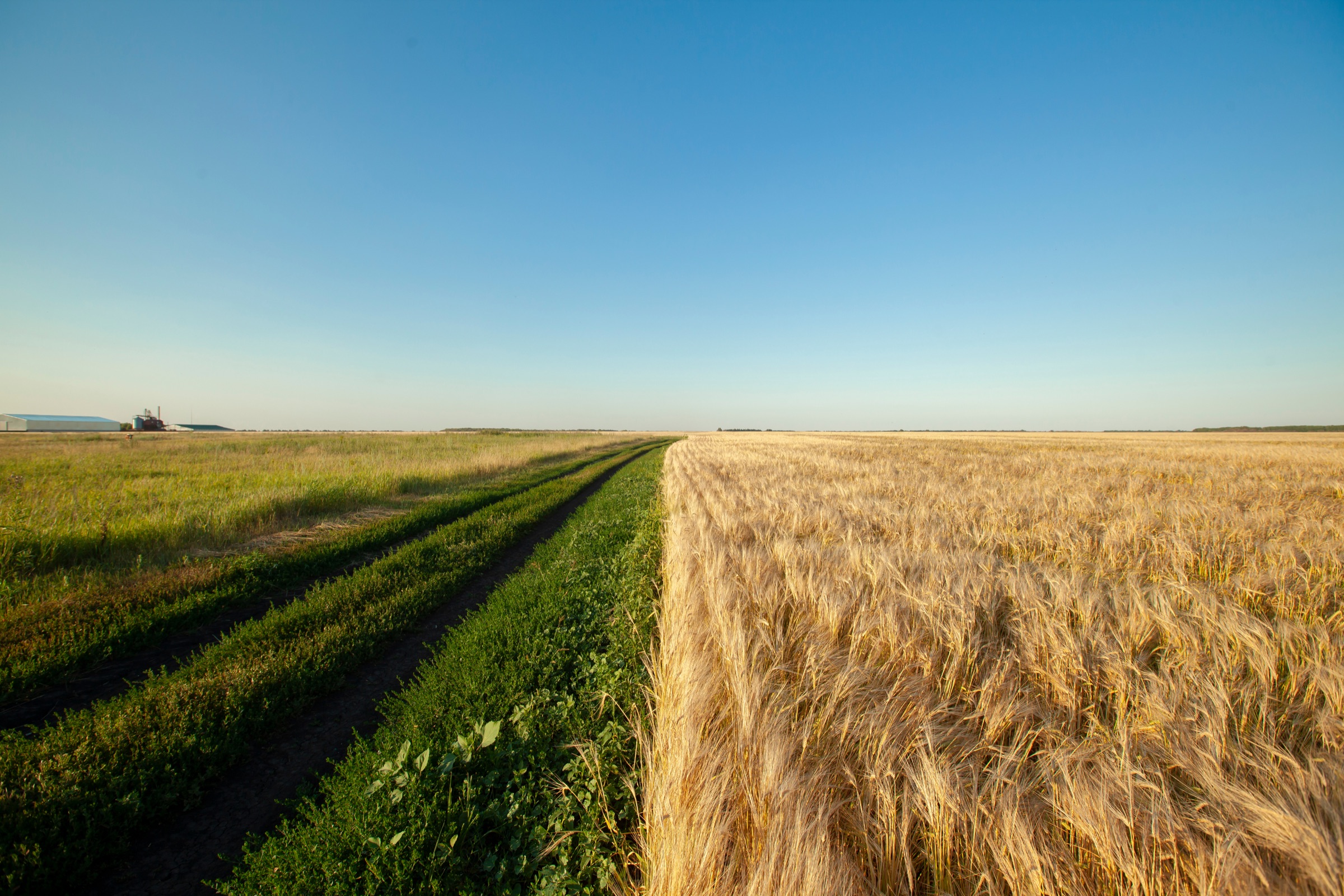Agricultural field trial