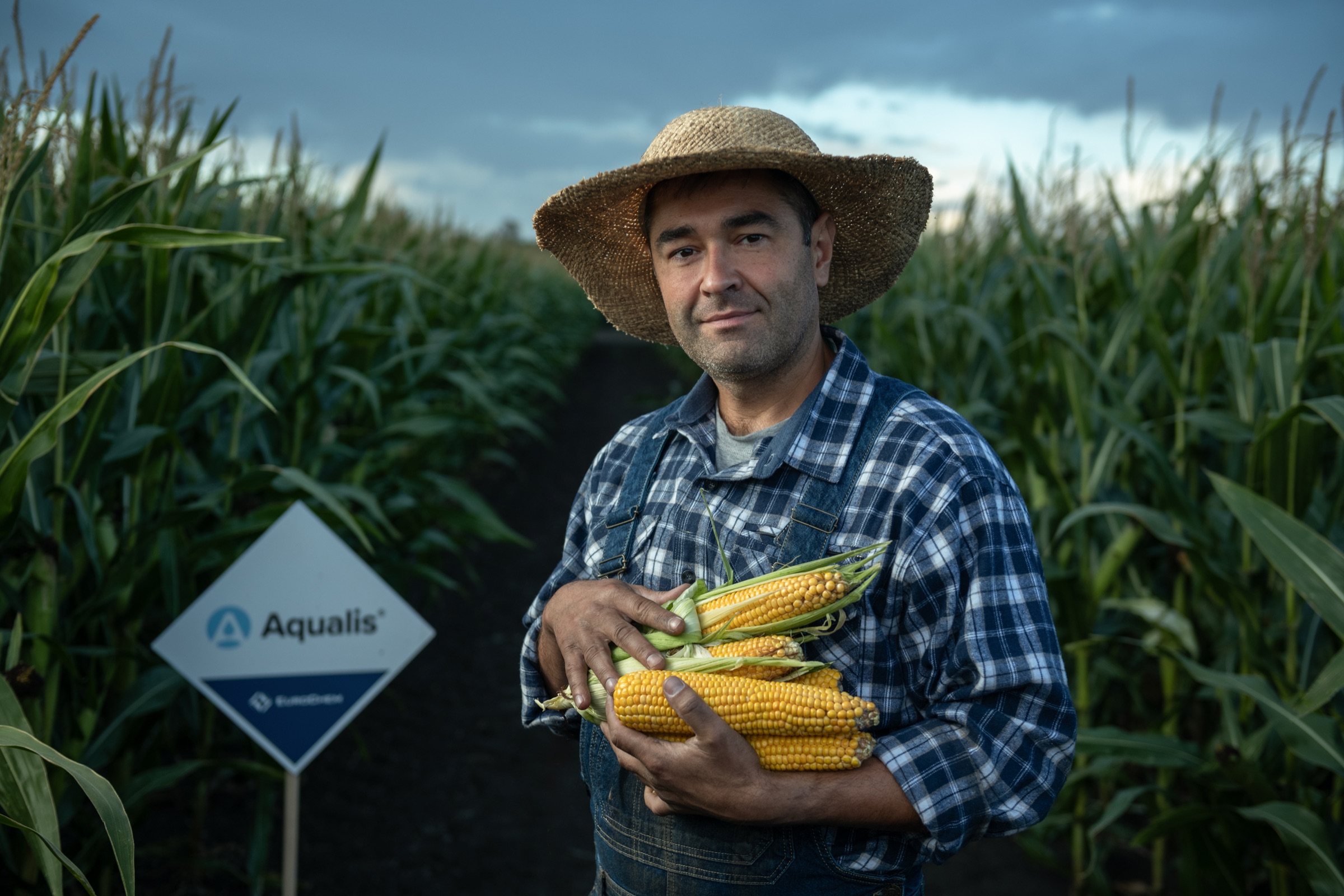 Farmer examining a corn crop