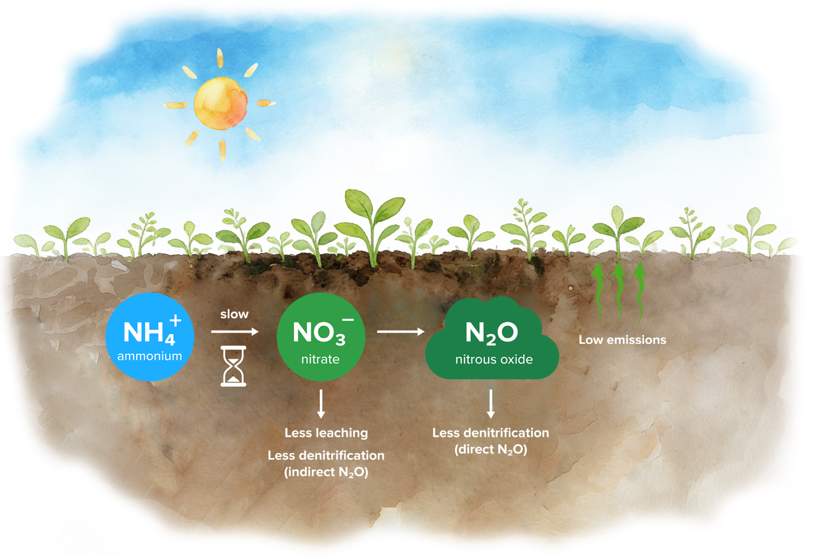 Soil with nitrification inhibitor